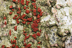 Neonectria coccinea