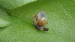 Popillia japonica