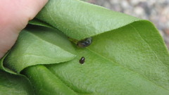 Popillia japonica