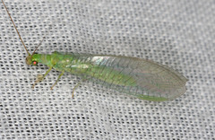 Mallada signatus