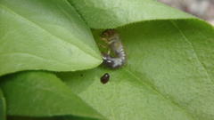 Popillia japonica