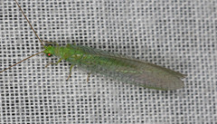 Mallada signatus