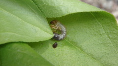 Popillia japonica