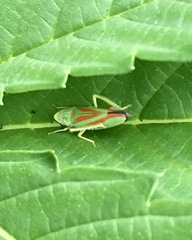 Graphocephala fennahi