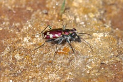 Cicindela fulgida