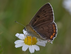 Lycaena alciphron