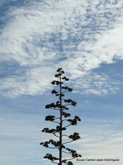Agave