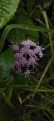 Ageratum houstonianum