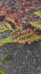 Thuja plicata