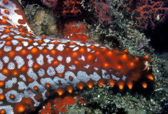 Pentaceraster cumingi