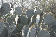 Opuntia cacanapa