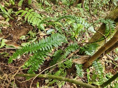 Asplenium normale