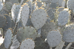 Opuntia cacanapa