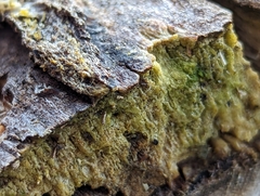 Trichoderma sulphureum