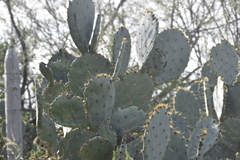 Opuntia cacanapa
