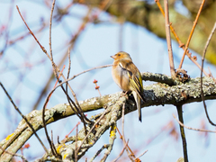 Fringilla coelebs