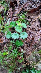 Alchemilla orbiculata