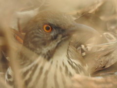 Toxostoma longirostre