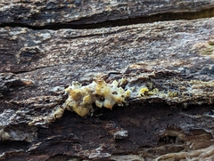 Trichoderma sulphureum