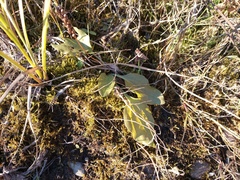 Plantaginaceae