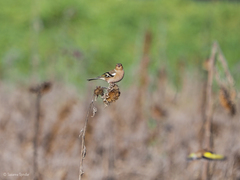 Fringilla coelebs