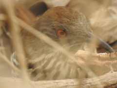 Toxostoma longirostre