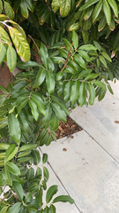 Cupaniopsis anacardioides
