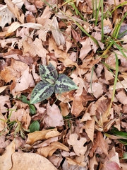 Trillium underwoodii