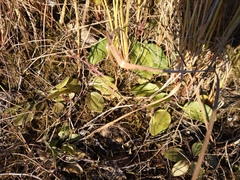 Plantaginaceae