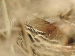 Toxostoma longirostre