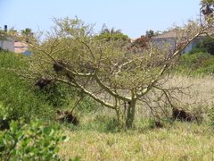 Vachellia xanthophloea