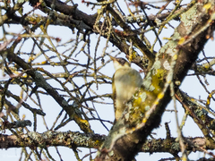 Picus viridis