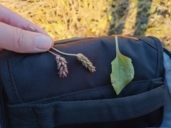 Plantaginaceae