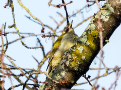 Picus viridis