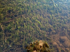 Ranunculus trichophyllus