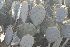 Opuntia cacanapa