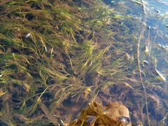 Ranunculus trichophyllus