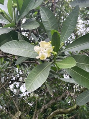 Voacanga thouarsii