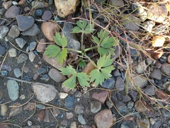 Ranunculus propinquus