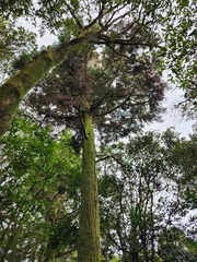Cryptomeria japonica