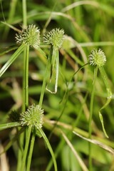 Cyperus hortensis
