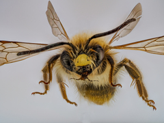 Andrena truncatilabris