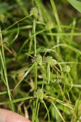 Cyperus hortensis