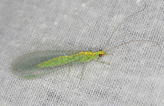 Apertochrysa edwardsi