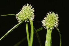 Cyperus hortensis