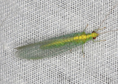 Apertochrysa edwardsi