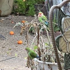 Agapornis roseicollis