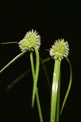 Cyperus hortensis