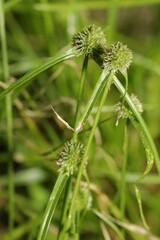 Cyperus hortensis