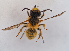 Andrena truncatilabris